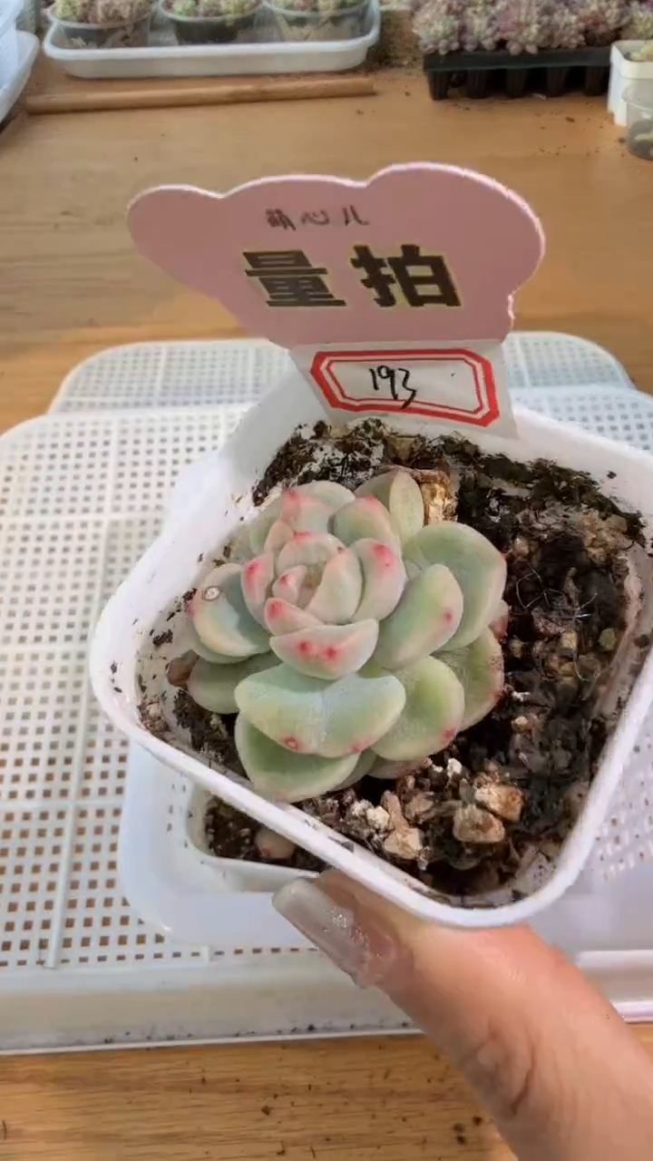 193五方一盆 单双混 量拍混发