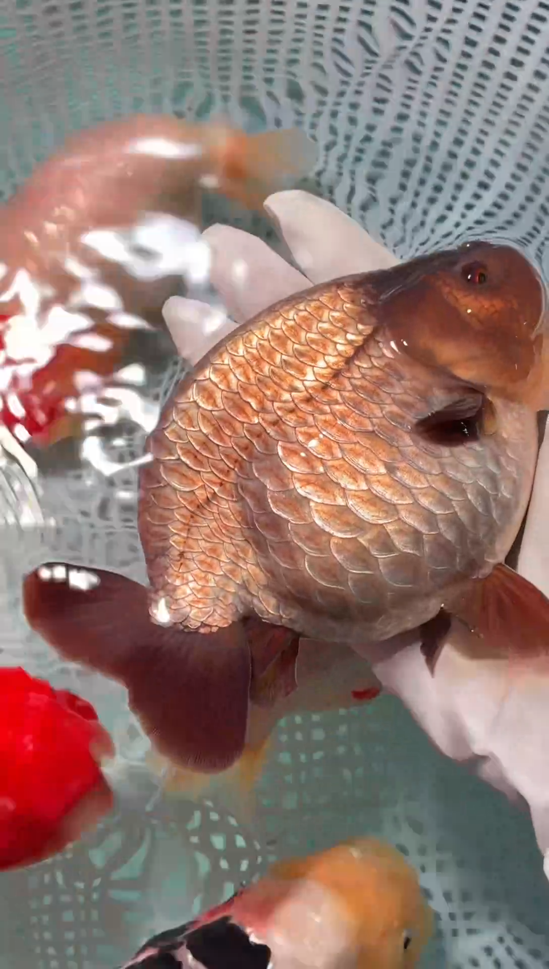 金鱼（运费到付，马印灯下展示）福州追鱼兰寿金鱼