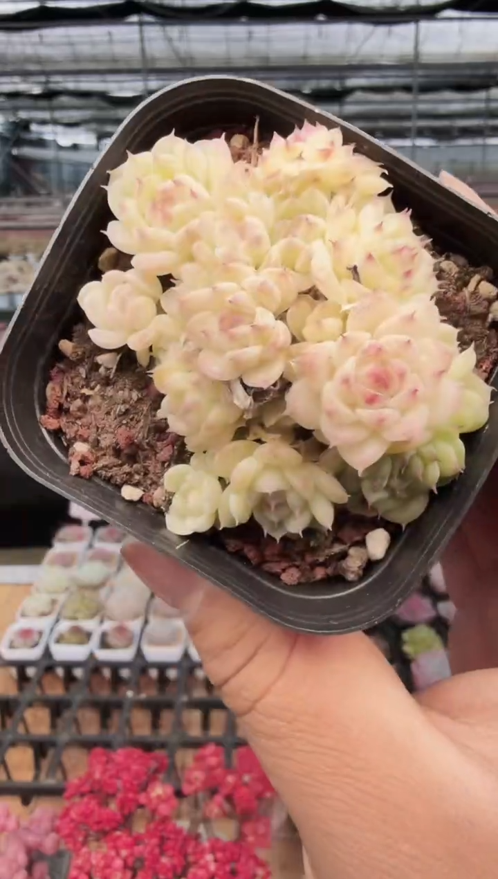 东云多肉园新款-178