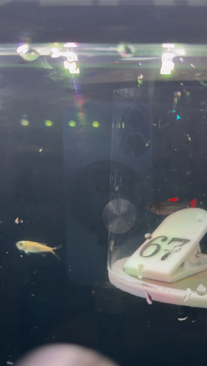 灯科鱼T*o【67】灰太狼