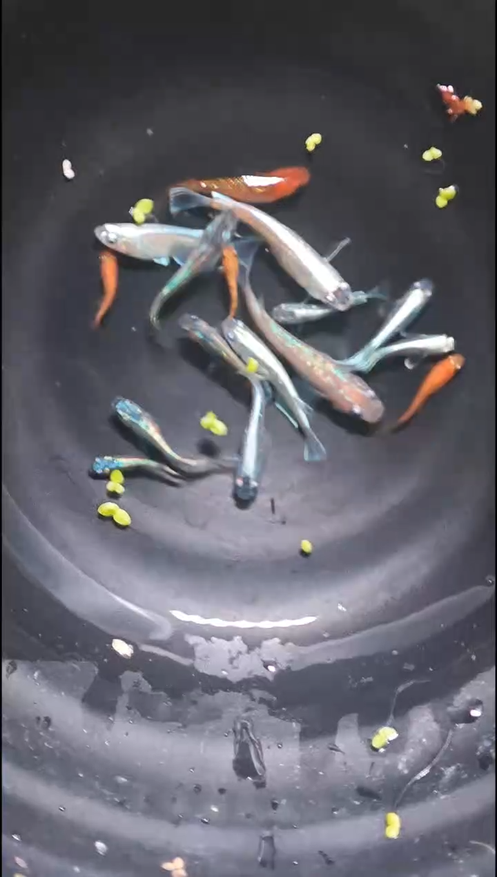 青鳉鱼观背青鳉15