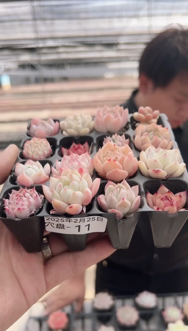【闪购商品】穴盘-11