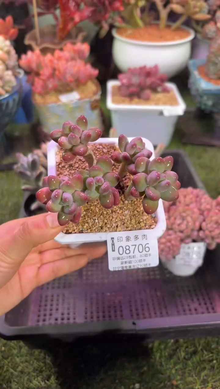 【闪购商品】08706