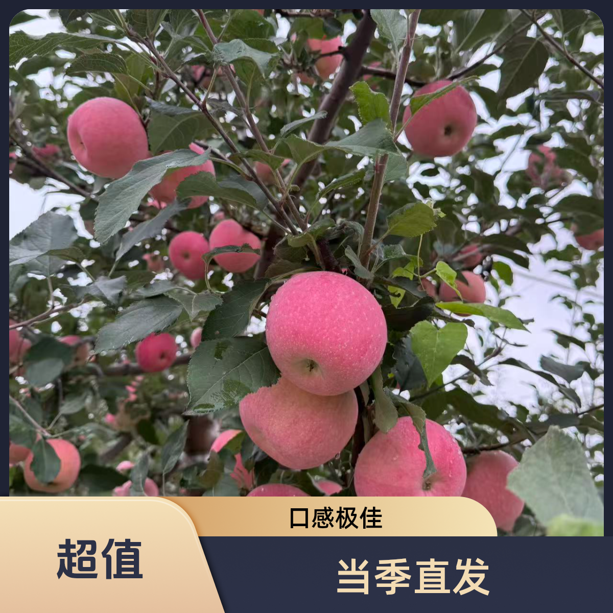 陕西洛川红富士苹果新鲜当季脆甜多汁水果产地直发B