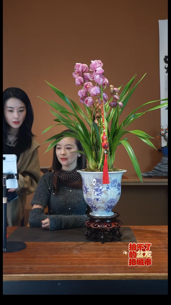 全部花朵盆景盆景