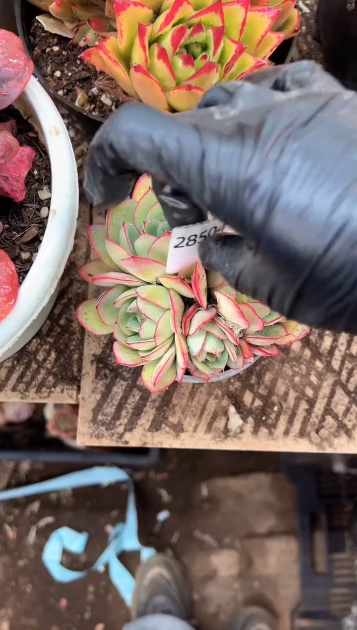芳**好多肉植物一物一拍28504