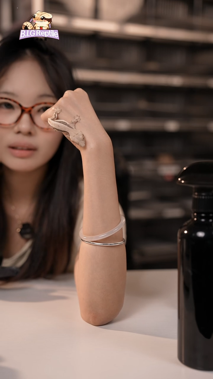 睫角守宫断尾福利