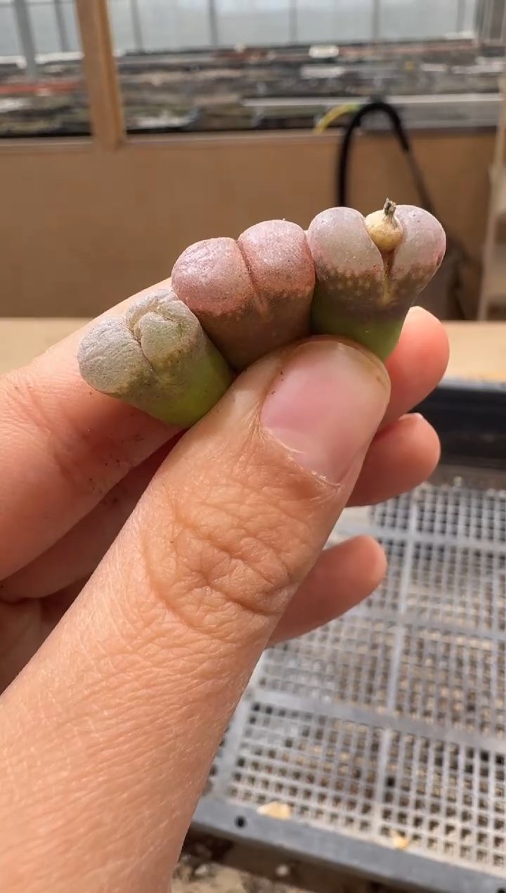 多肉植物肉锥2-179