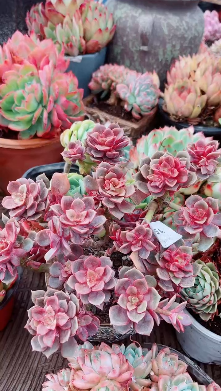 15216多肉植物一物一拍