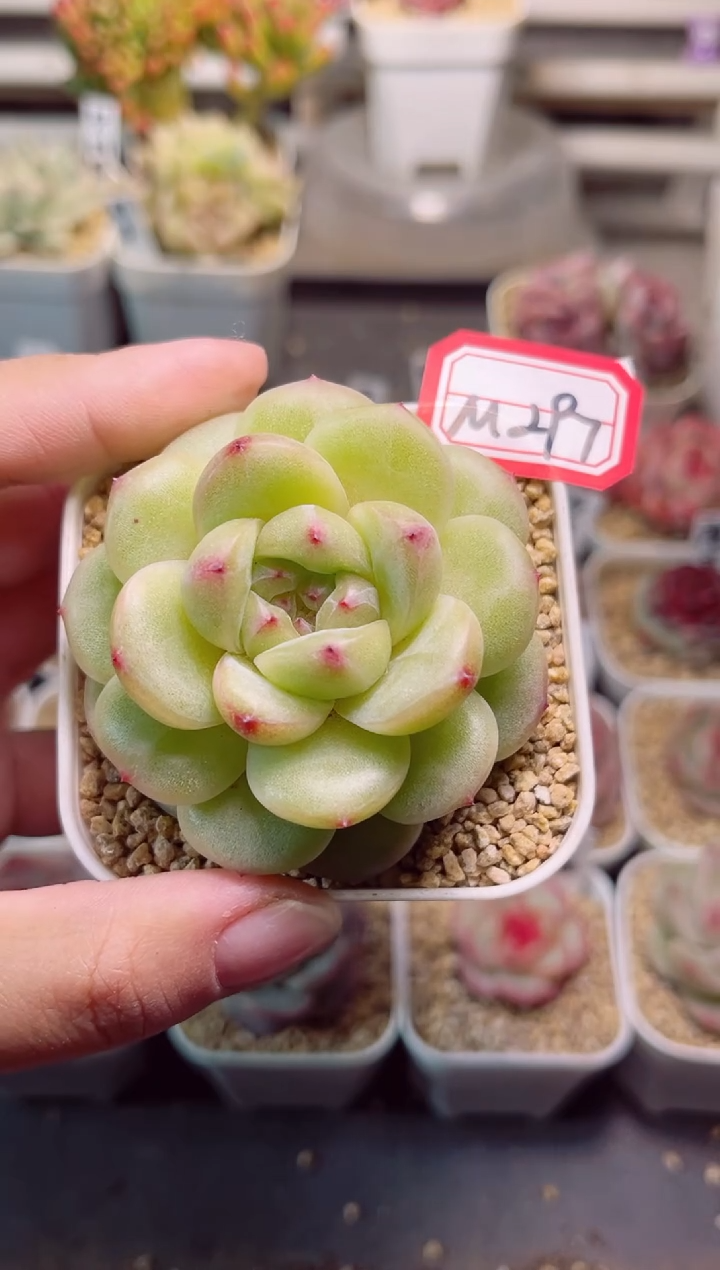 【闪购商品】M297云锦一物一拍