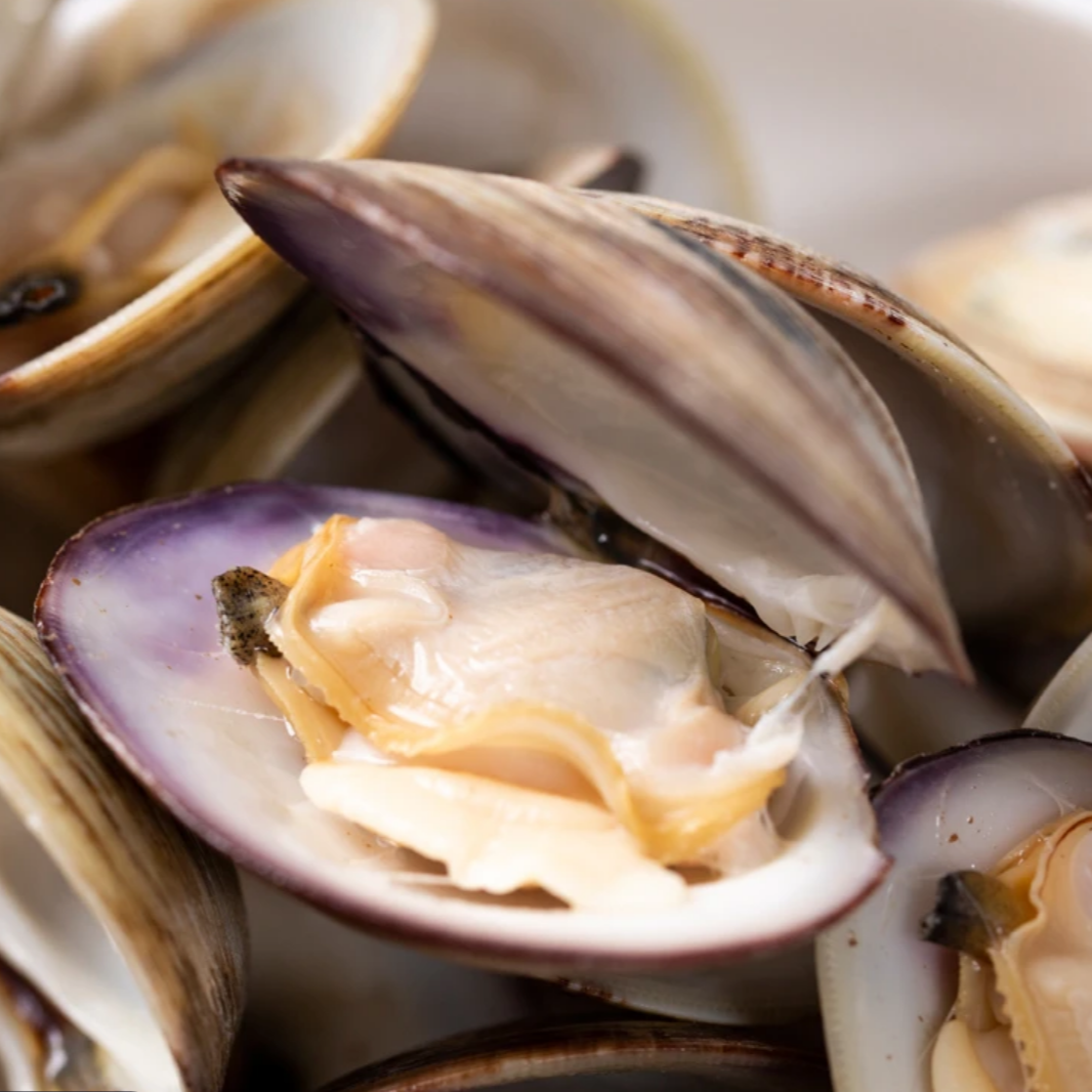 【2斤鲜活】白美贝新鲜无沙白美贝同城配送顺丰送货上门售后无忧