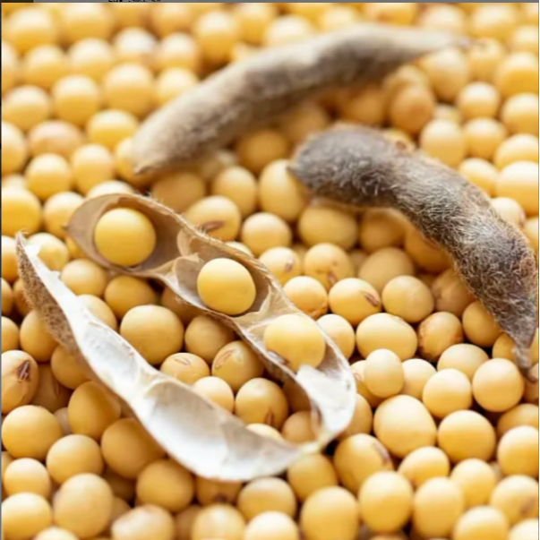 恩施高山 农家黄豆 500克