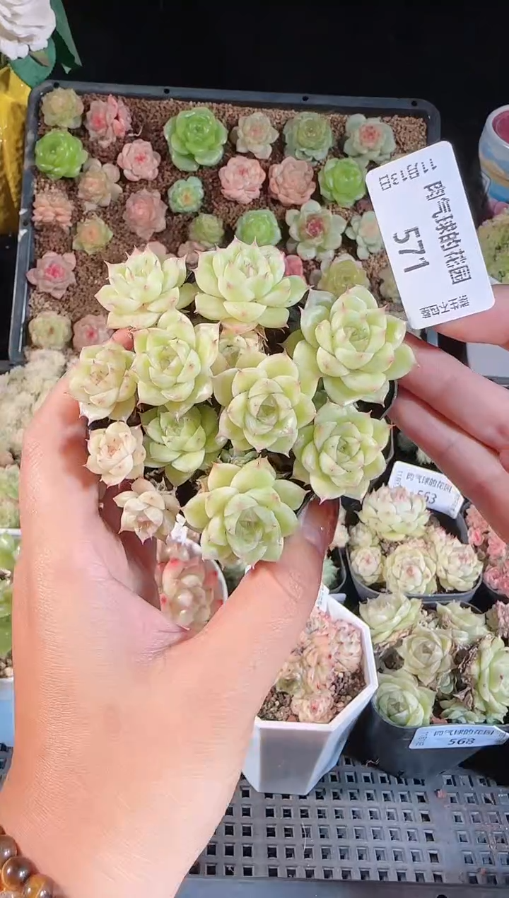 1113-571群生不包整