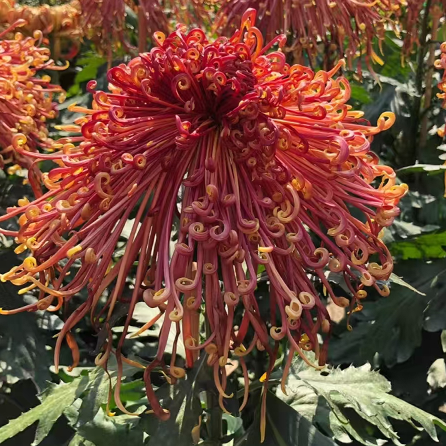 九月大菊（盘龙凤舞）带花苞原盆原土发货