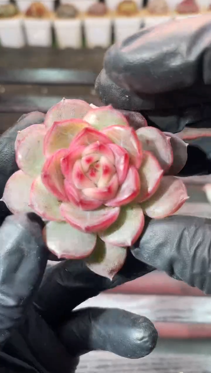 13-16王座3-4厘米量拍发一颗