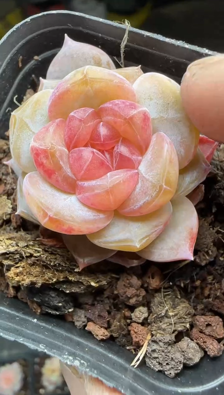 【闪购商品】一物一拍0213—111