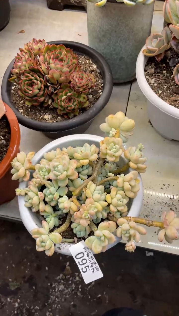 【闪购商品】95劳尔