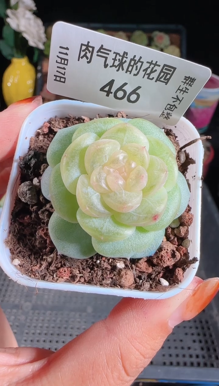 1117-466星月麦秆群生不包整