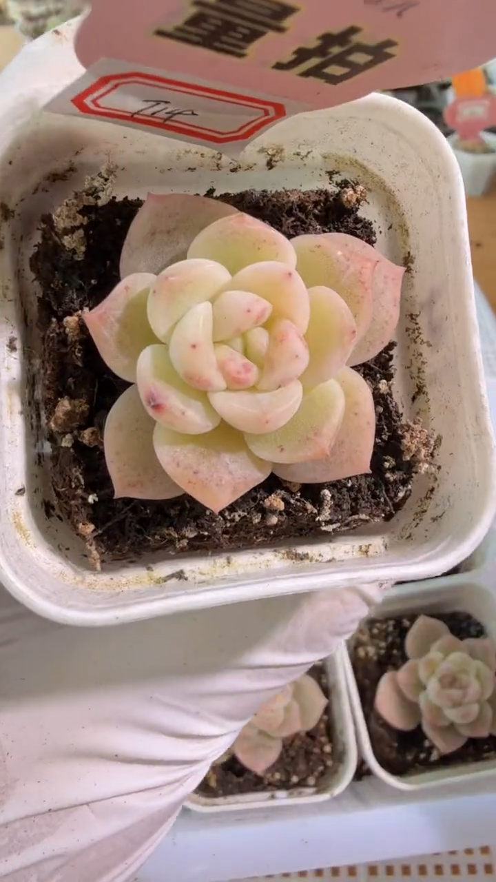 T14 五方一盆 量拍混发