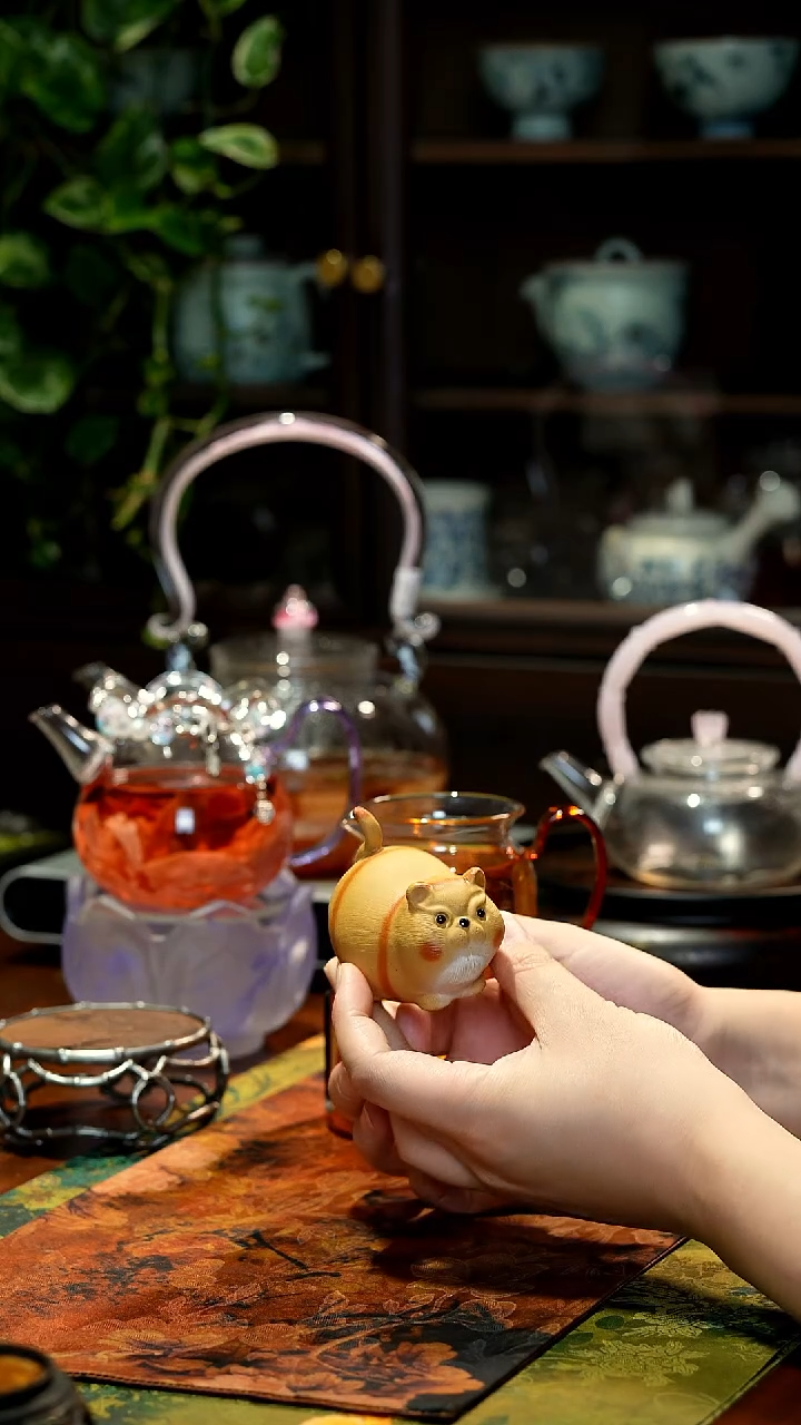 【闪购商品】小猫茶宠哈哈哈哈