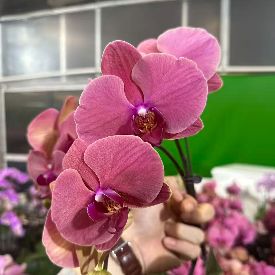 黑马花业（甜心）全花3.0发货