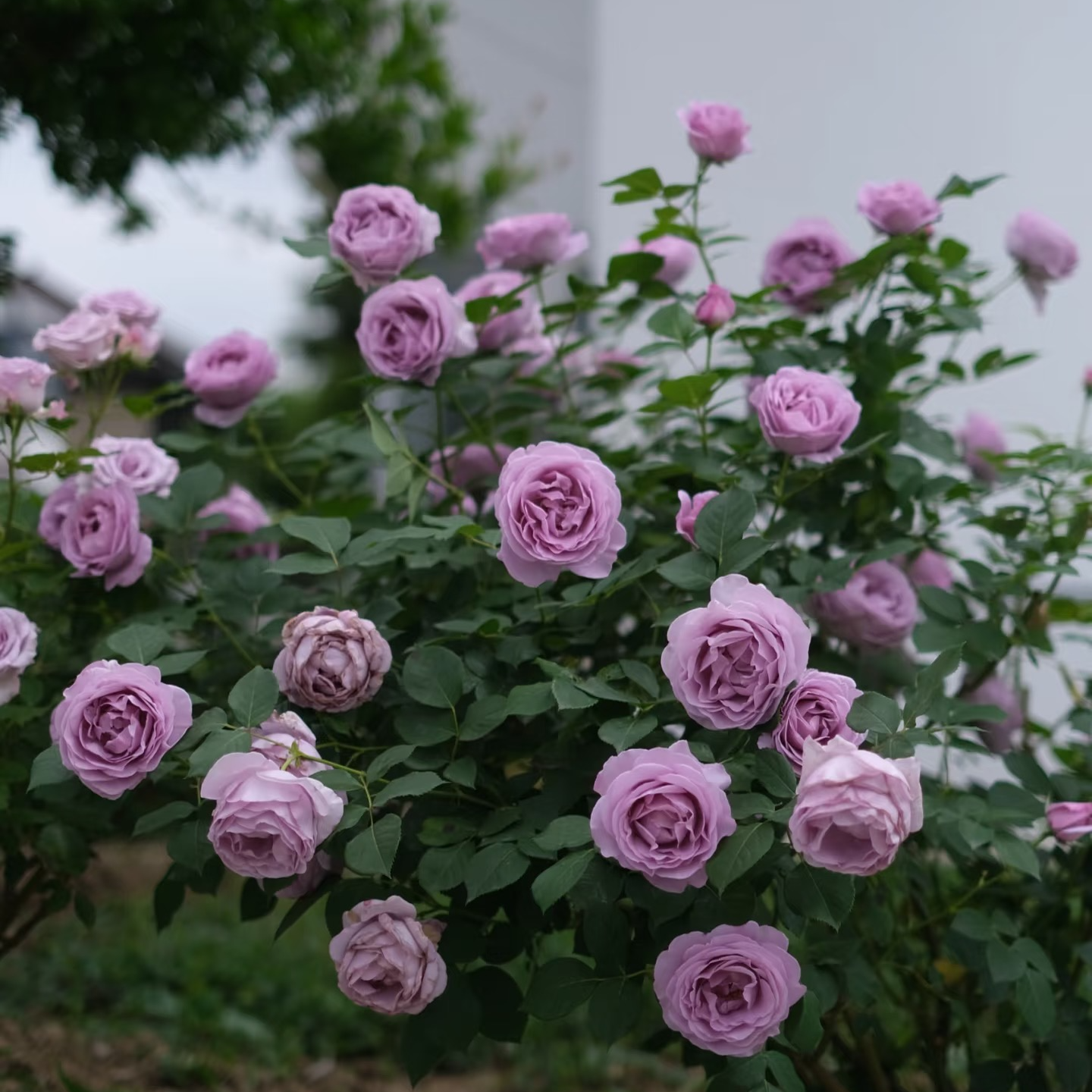 蓝色风暴 正宗淡紫色浓香阳台大花月季花盆栽室内外阳台新手易养
