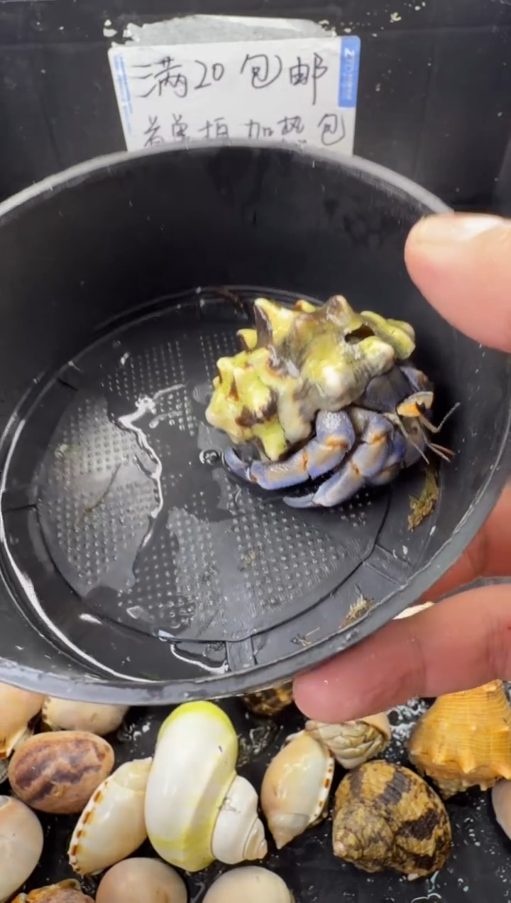 2.4口紫陆一只，不包全品