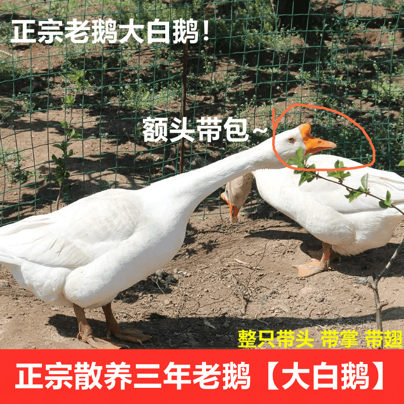 3-5年老白鹅【头上带大鼓包】老鹅煲汤带血冷链顺丰包邮