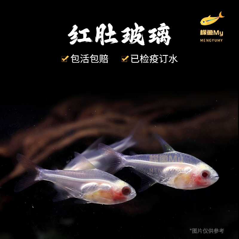 红肚玻璃鱼活体透明鱼热带鱼观赏小型好养易活草缸淡水灯科群养鱼