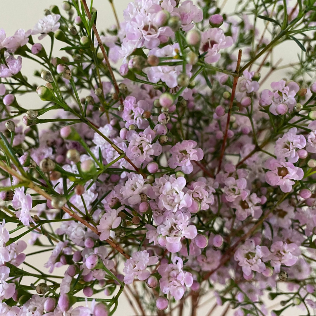 【新花漾独➕】澳洲重瓣蜡梅腊梅超长观赏期淡香高端家居年宵花