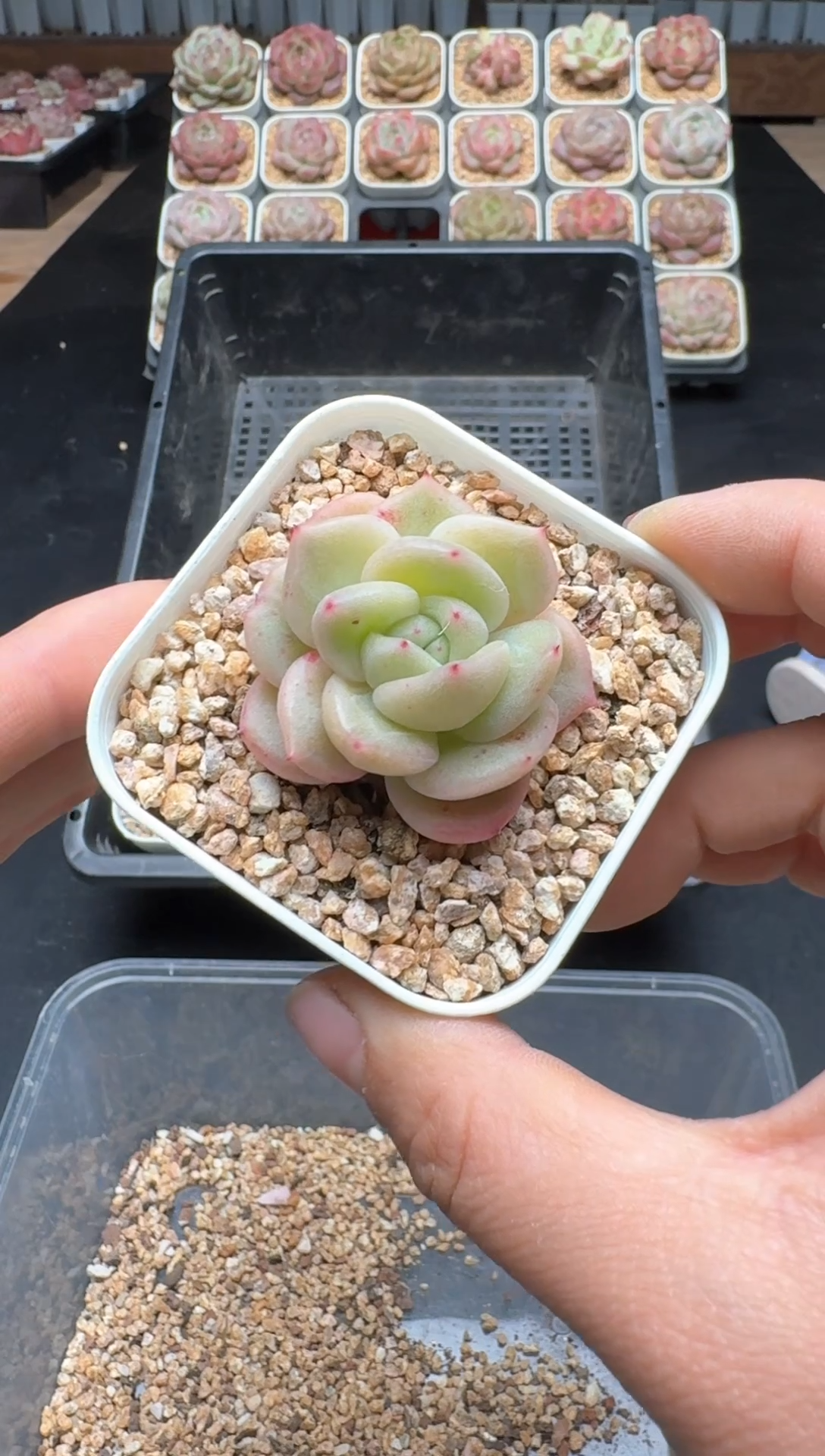 【闪购商品】128A号一物一拍多肉花卉植物拍3颗起发