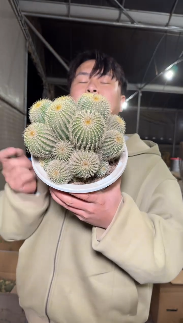 金冠大群生【带根】13-16cm