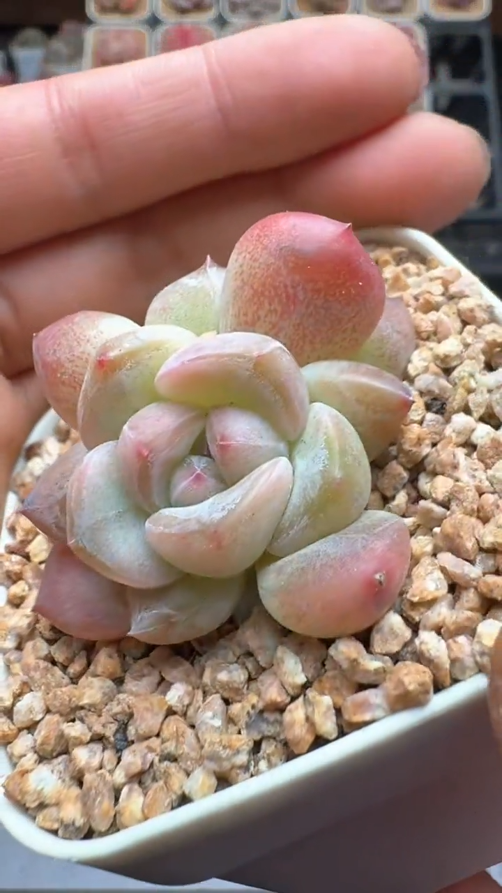 【闪购商品】816号珍妮多肉一物一拍3单包邮