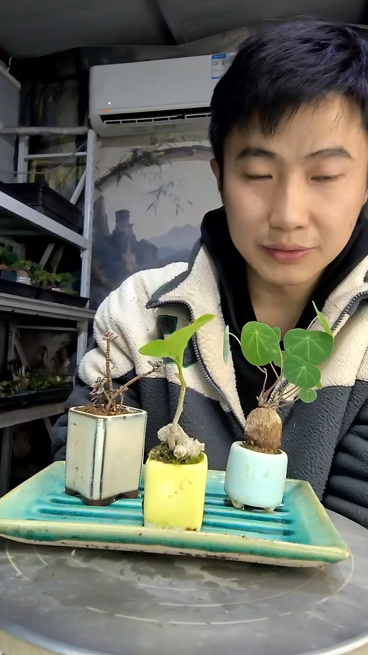 云**径中青园艺一物一拍花429
