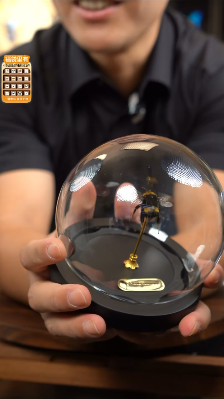 L****u微瑕蝴蝶标本摆件一口价b83