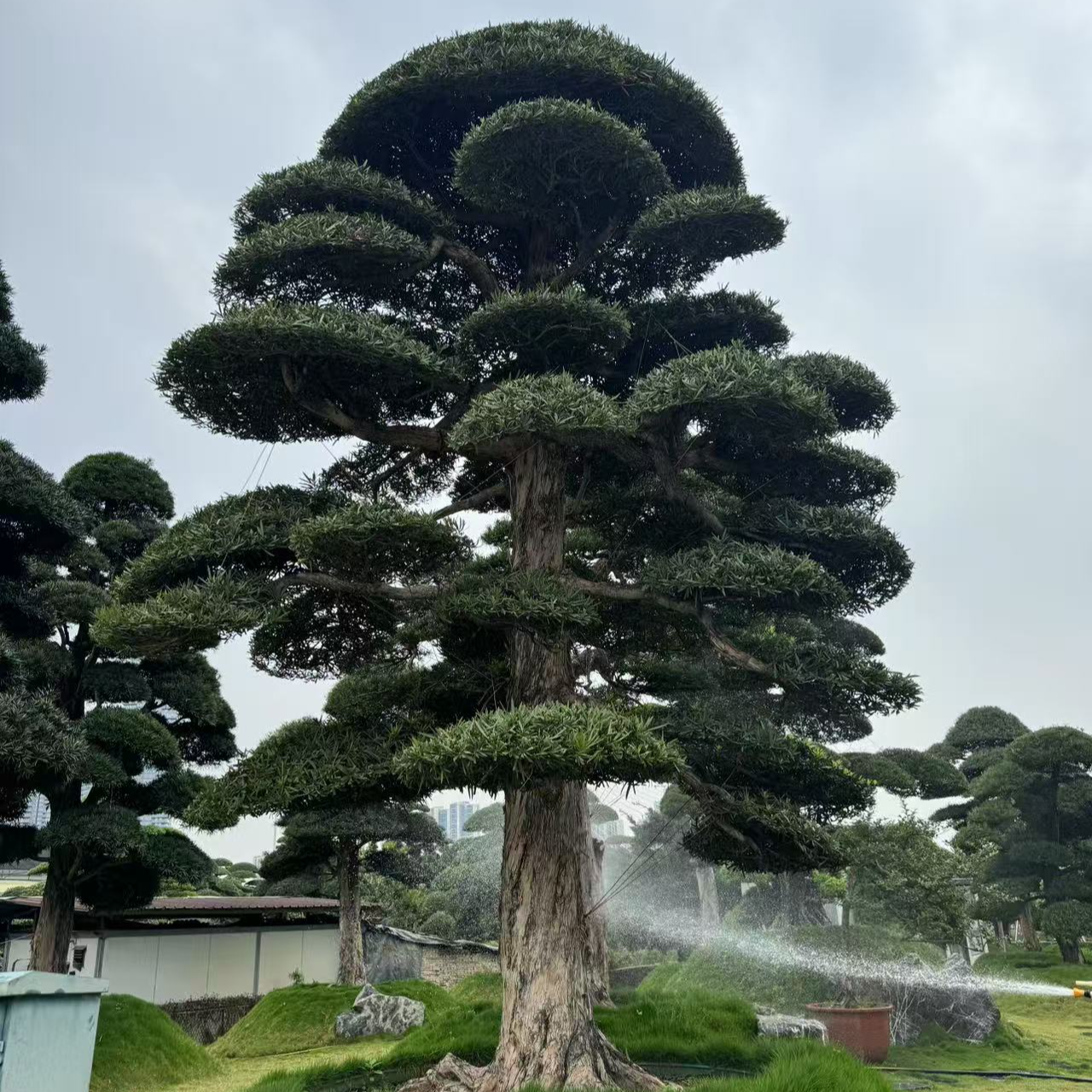 罗汉松造型树庭院盆景精品绿植迎客松四季长青景观树