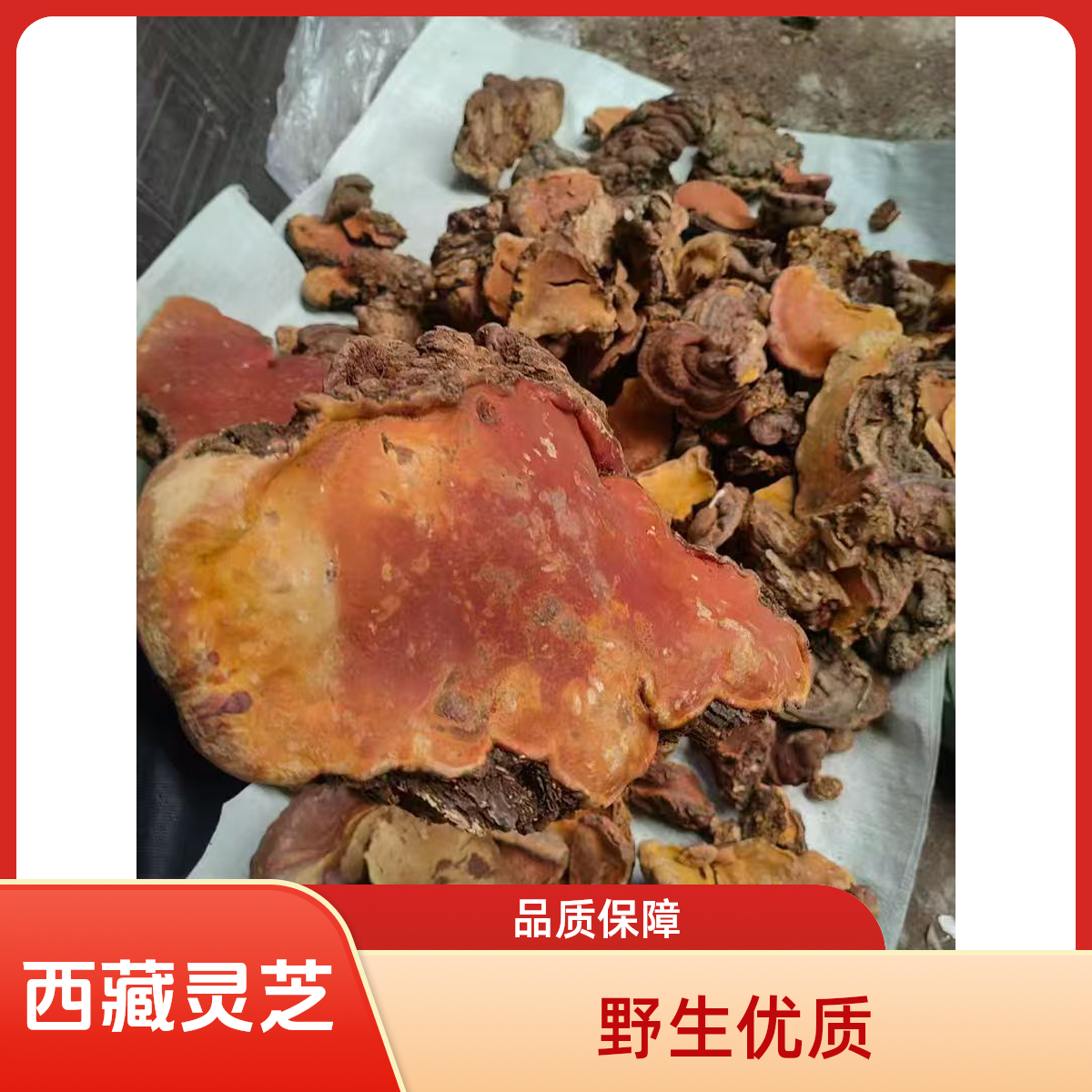 西藏野生红豆灵芝