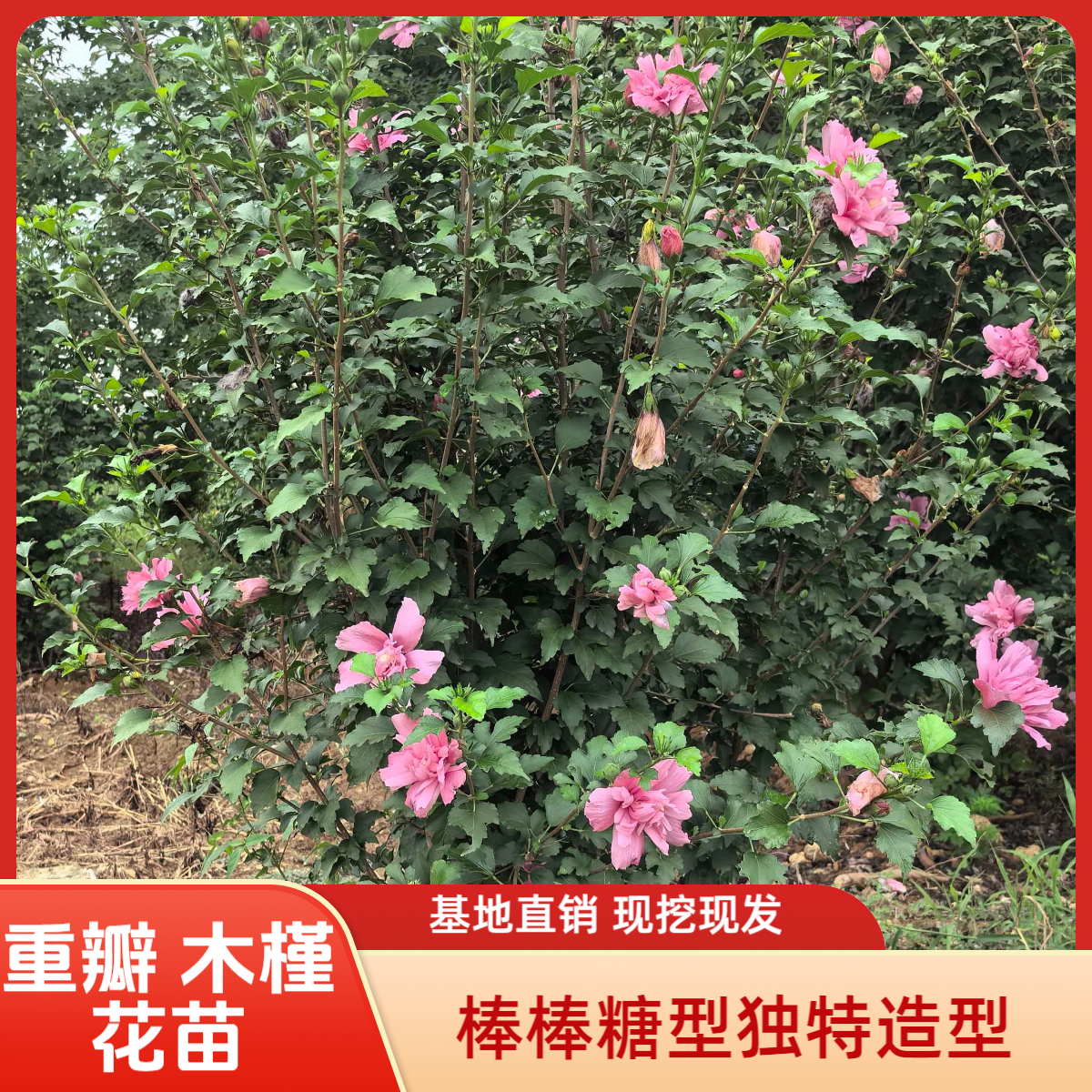 木槿花重瓣棒棒糖树大棵地载树苗庭院绿植阳台盆栽独杆造型耐寒热