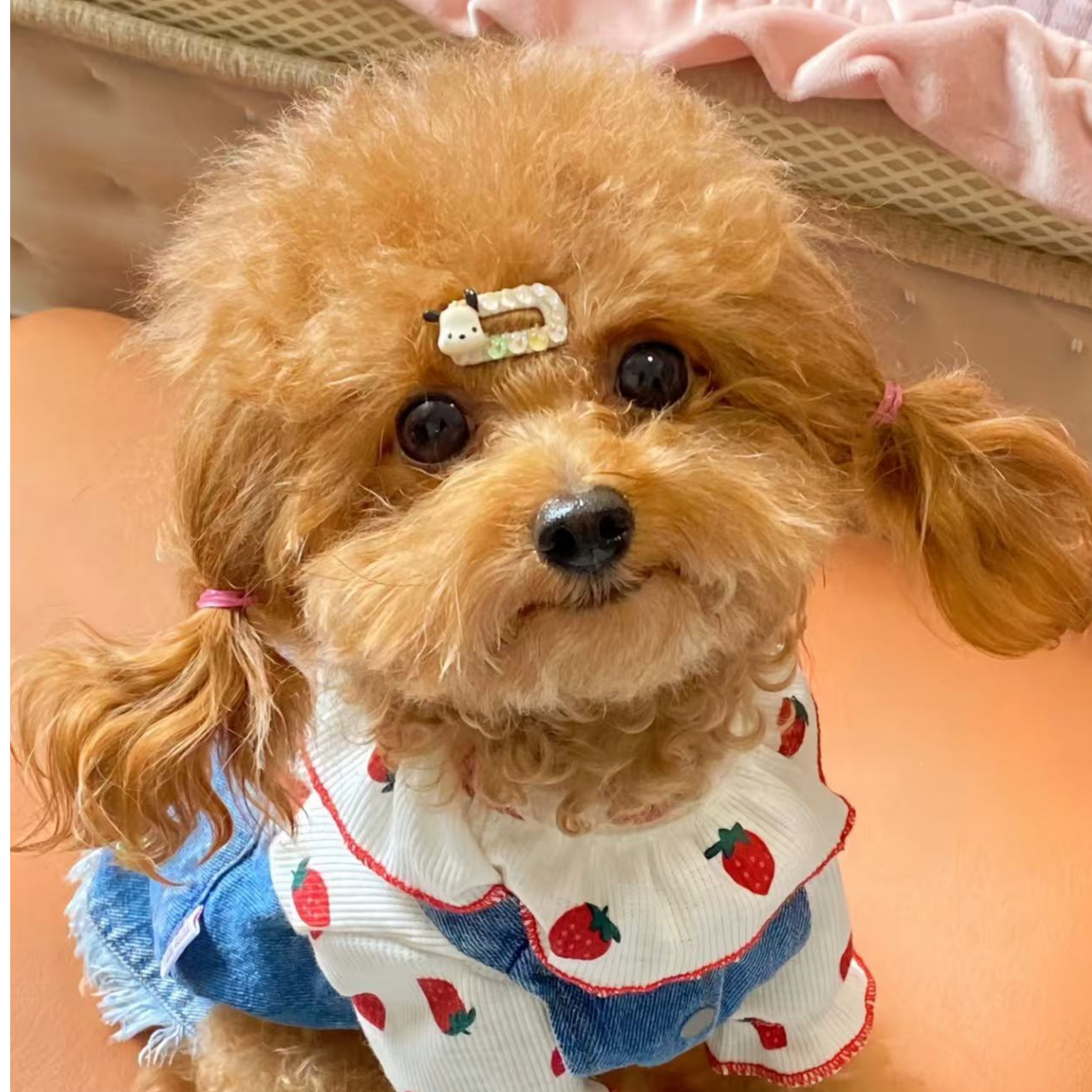 【安心宠物】T狗狗活体