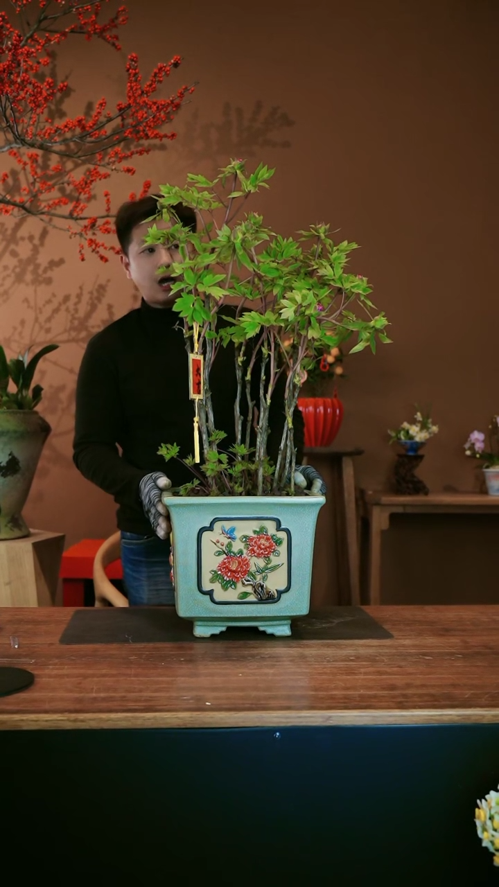 【闪购商品】盆景洛阳牡丹