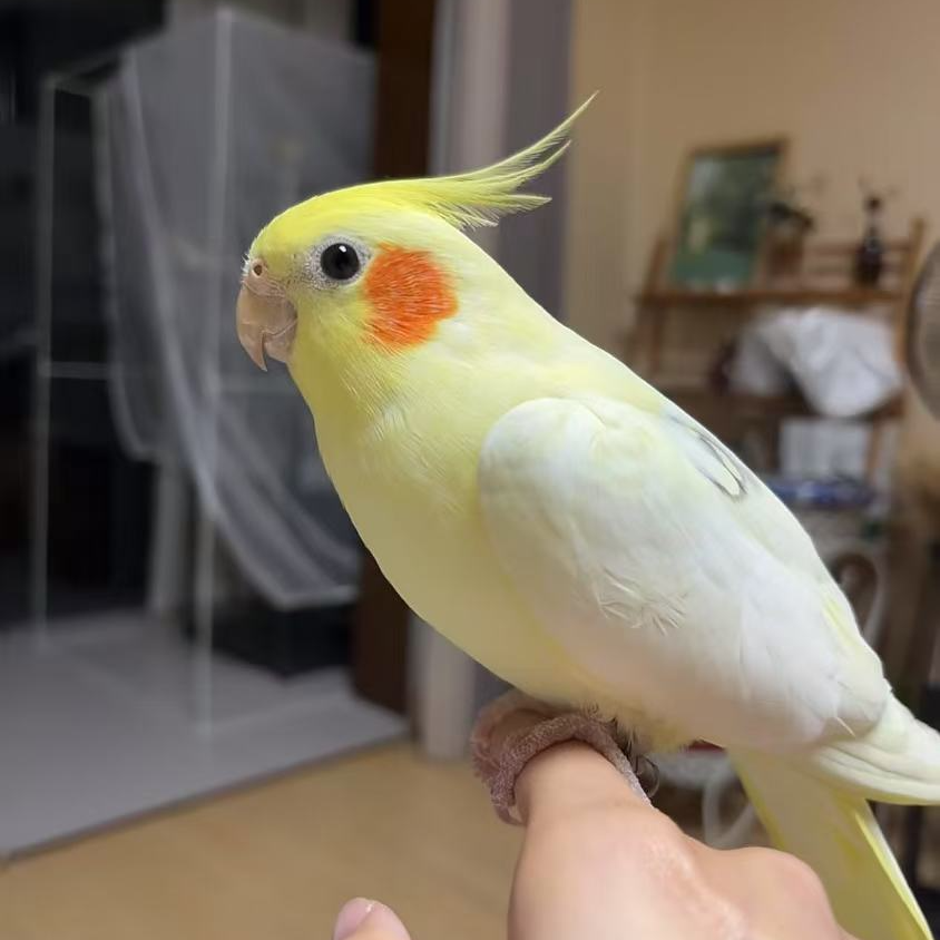 手养玄凤鹦鹉雏鸟宠物鸟