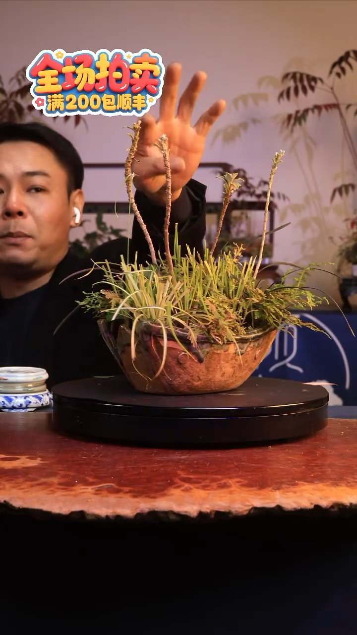 完全开放G52草本植物 不包邮