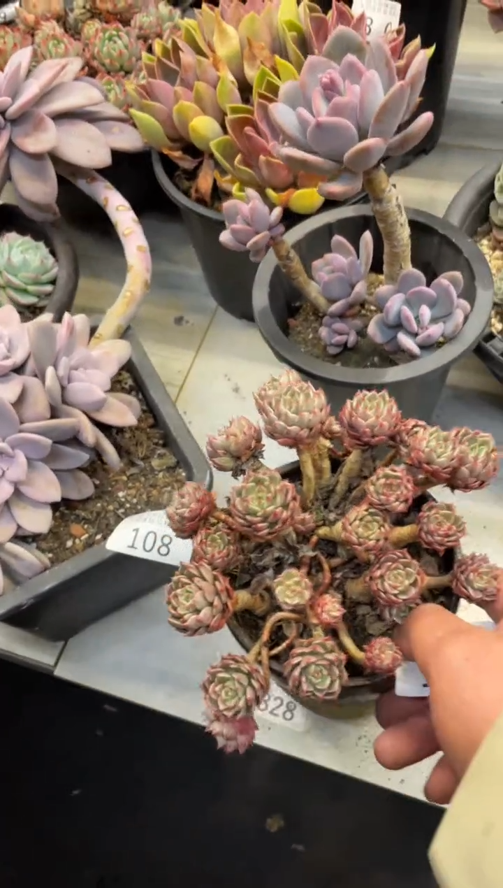 【闪购商品】109奥利维亚