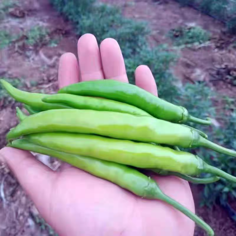 【辣】新鲜现摘农家青椒辣椒中辣特辣满足不同口味需求个头偏小