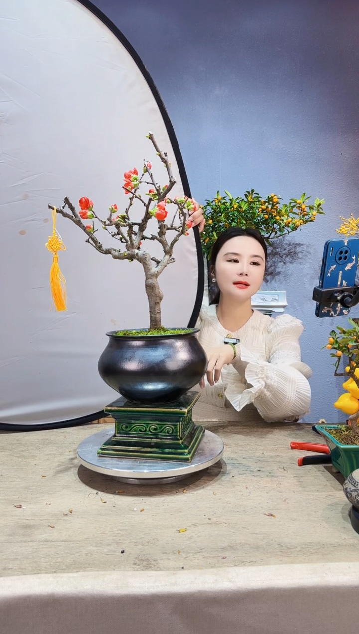 【闪购商品】盆景海棠 长寿冠