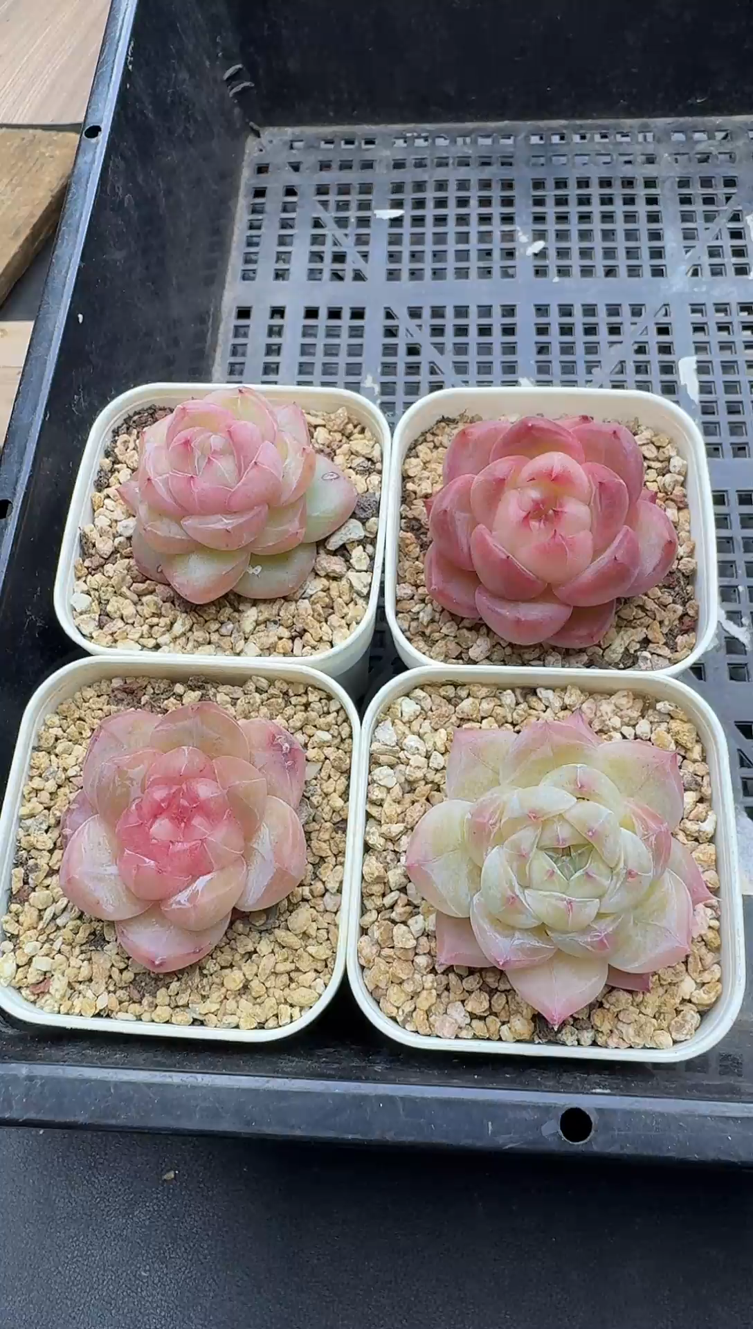 珍妮杂交多肉C892