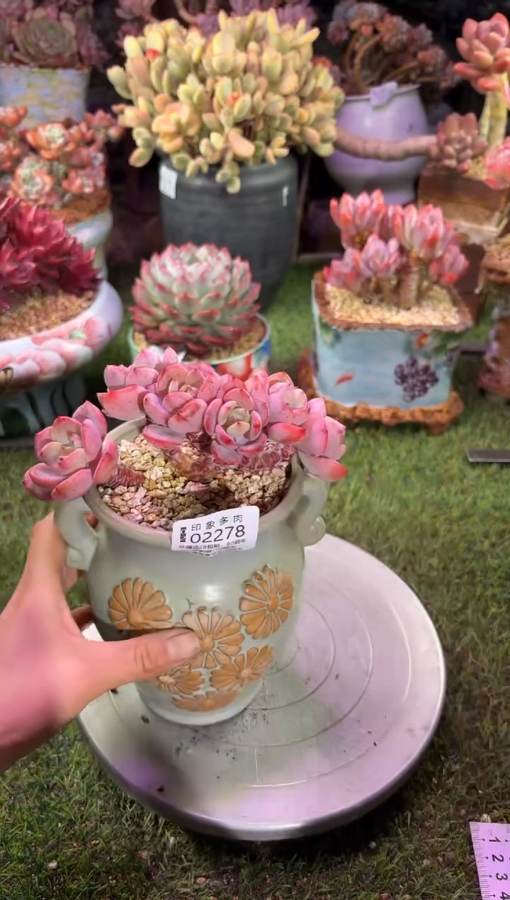 【闪购商品】02278