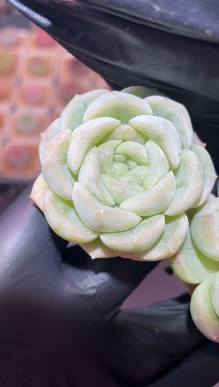 闪购719 望月多肉一颗  