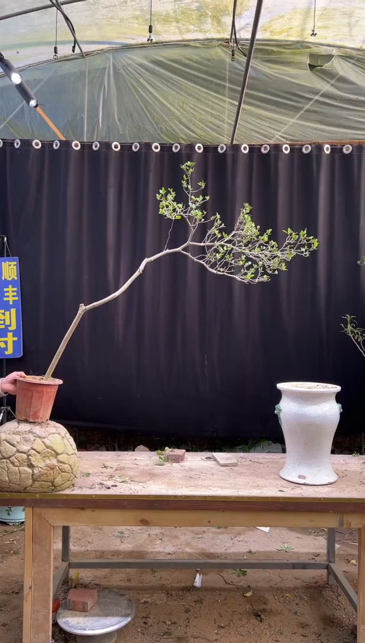 无花朵果**然海岛栀子花