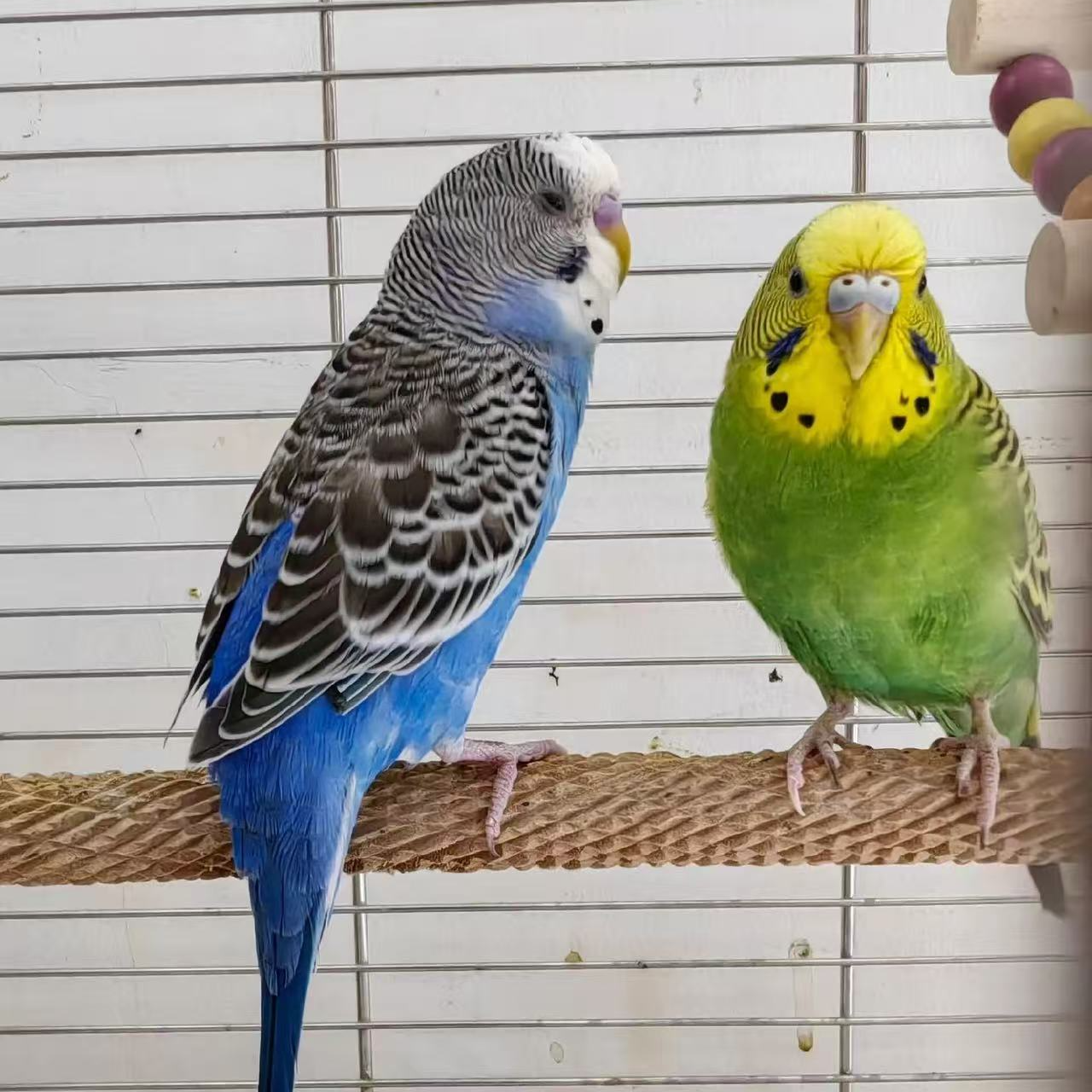特色大头虎皮鹦鹉